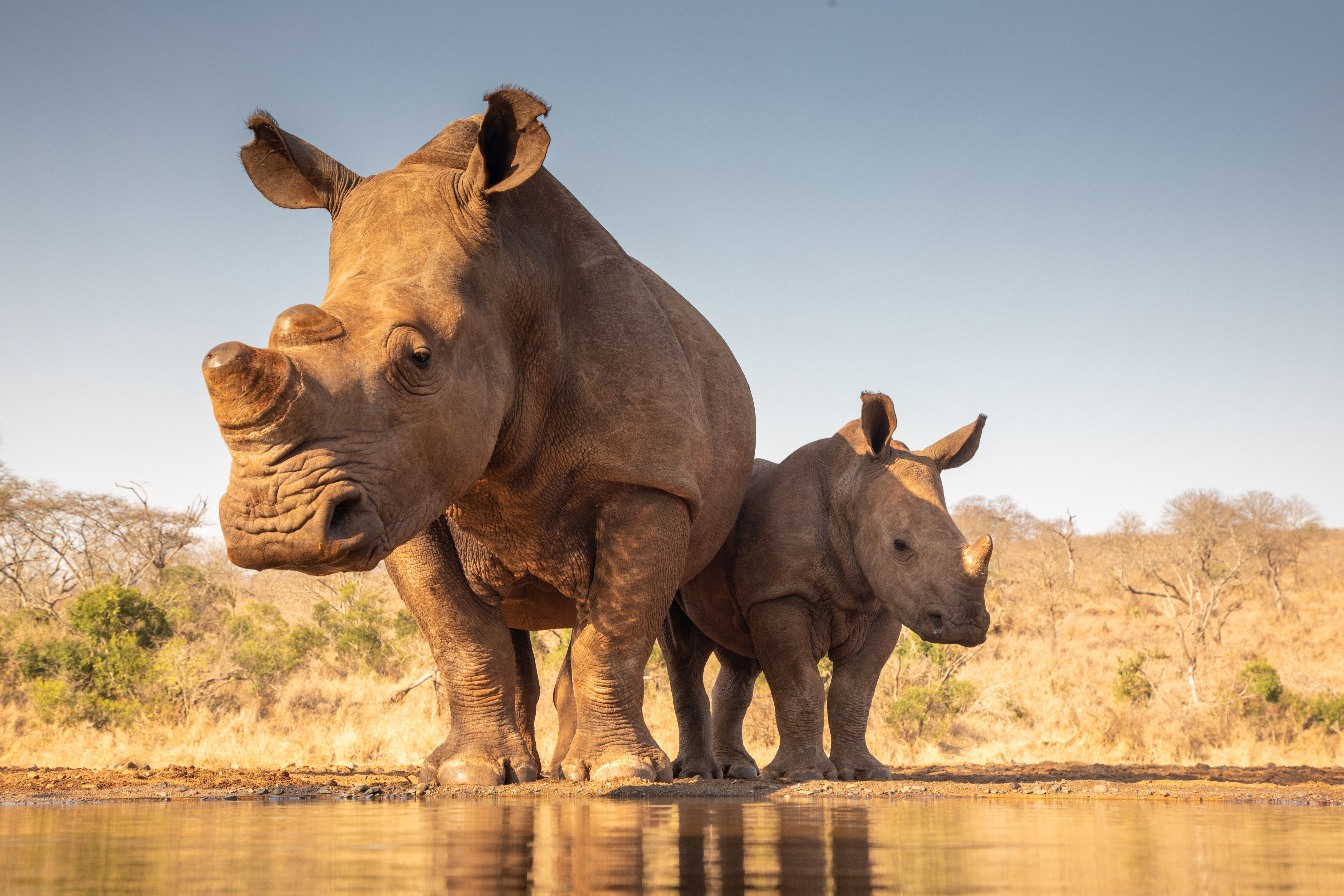 mother and baby rhino standing near a watering hole