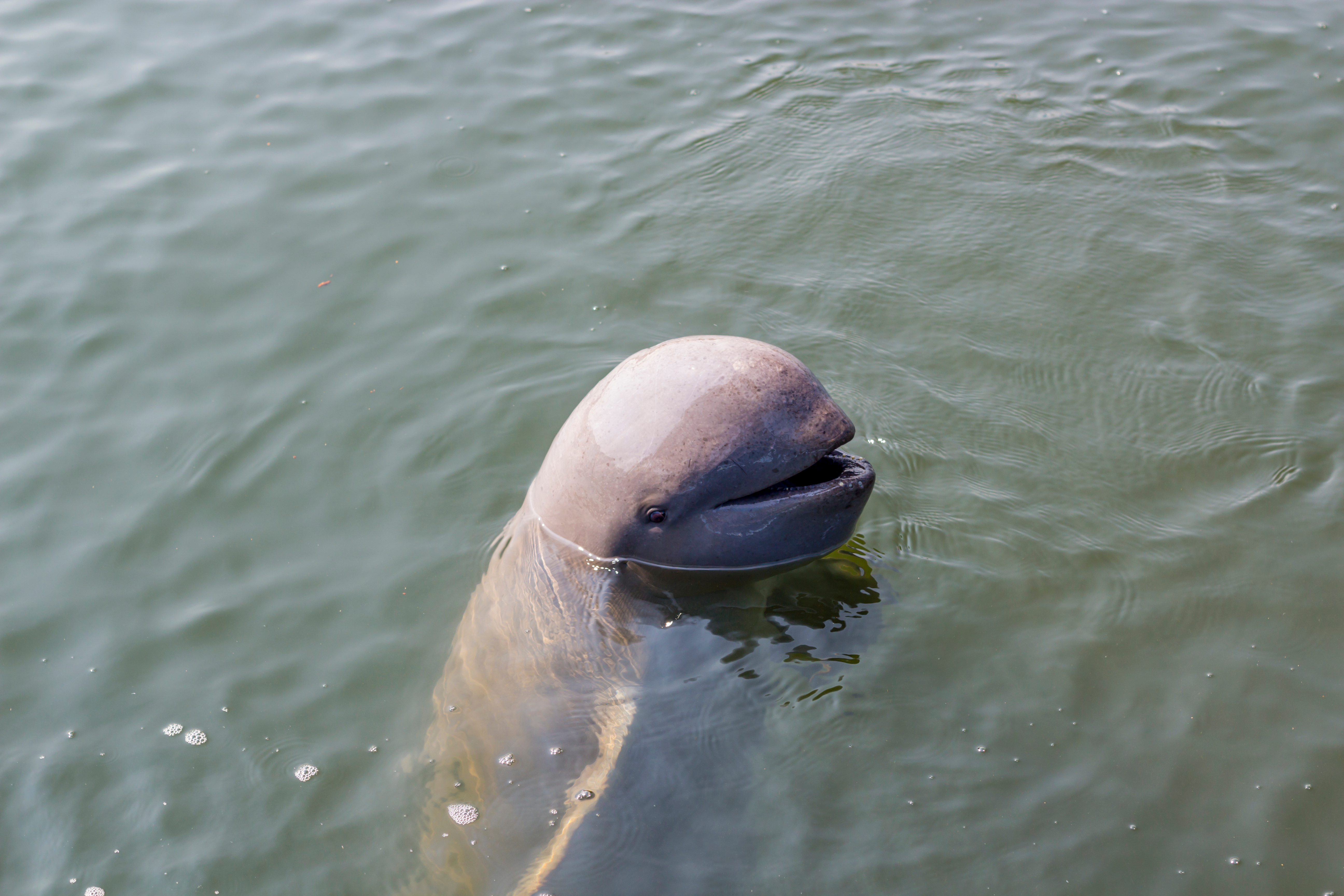 irrawaddy dolphin sticking its head out of the water