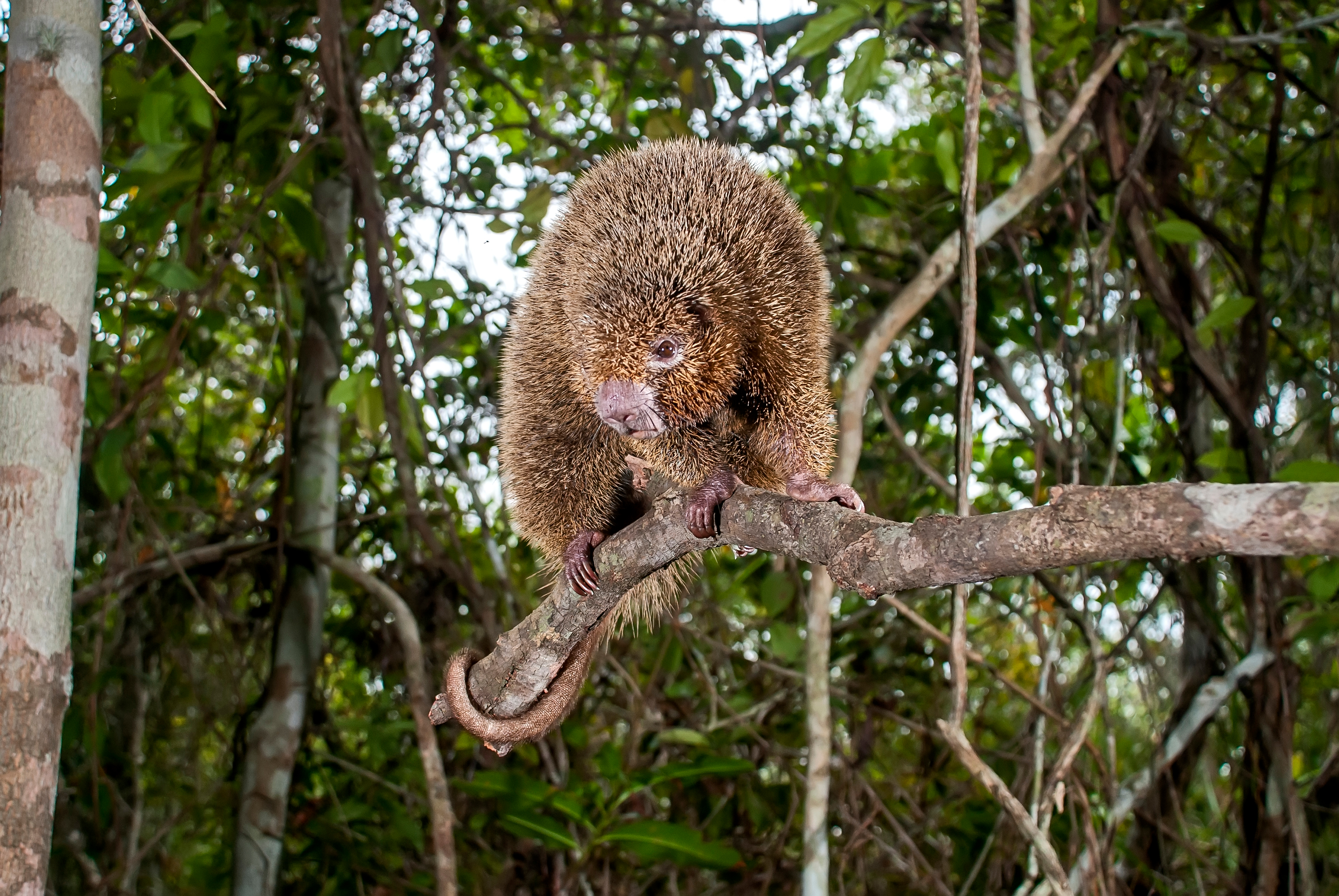 bristle-spined rat standing on a branch