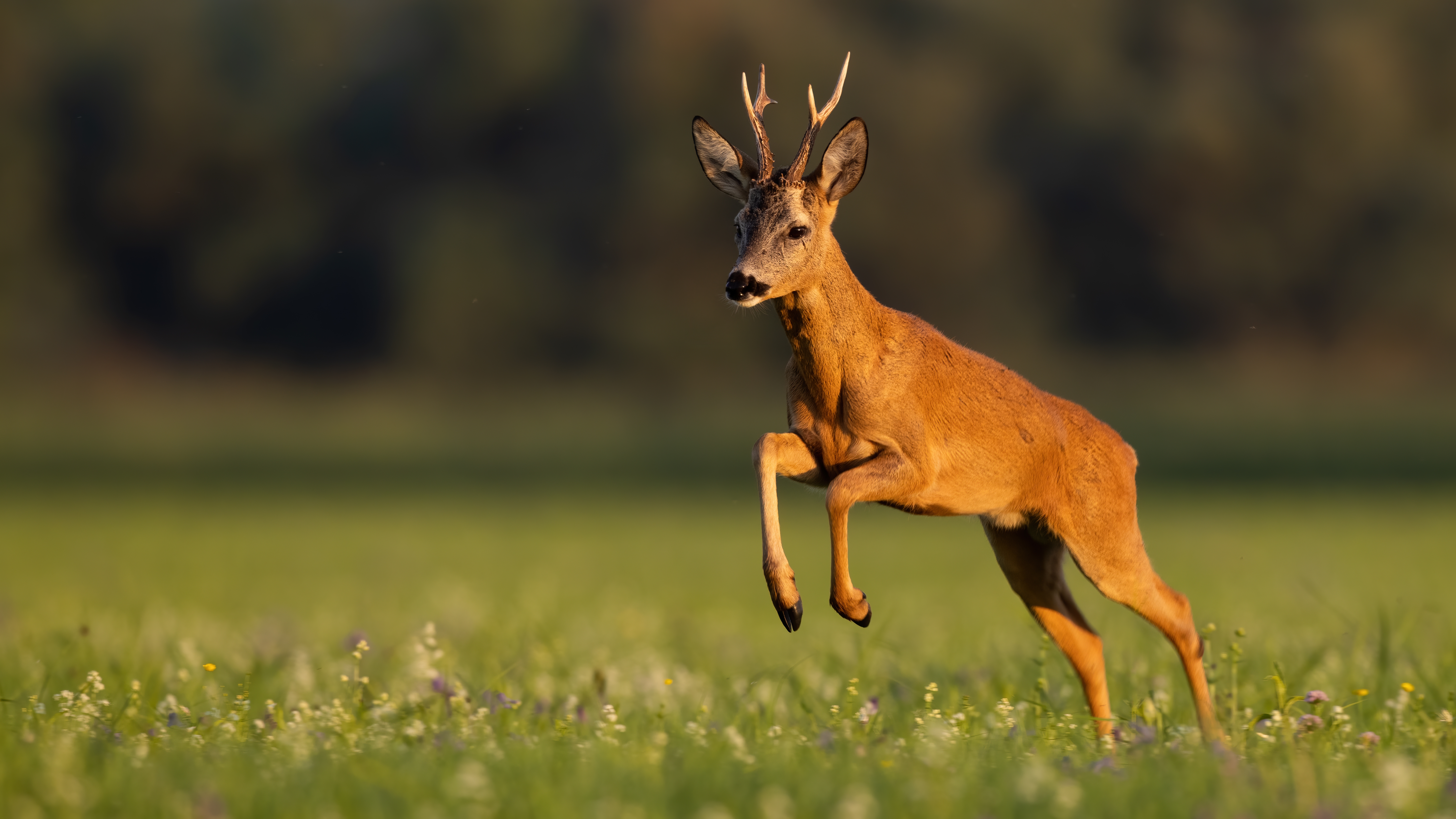 roe deer running in a grassy meadow with wildflowers