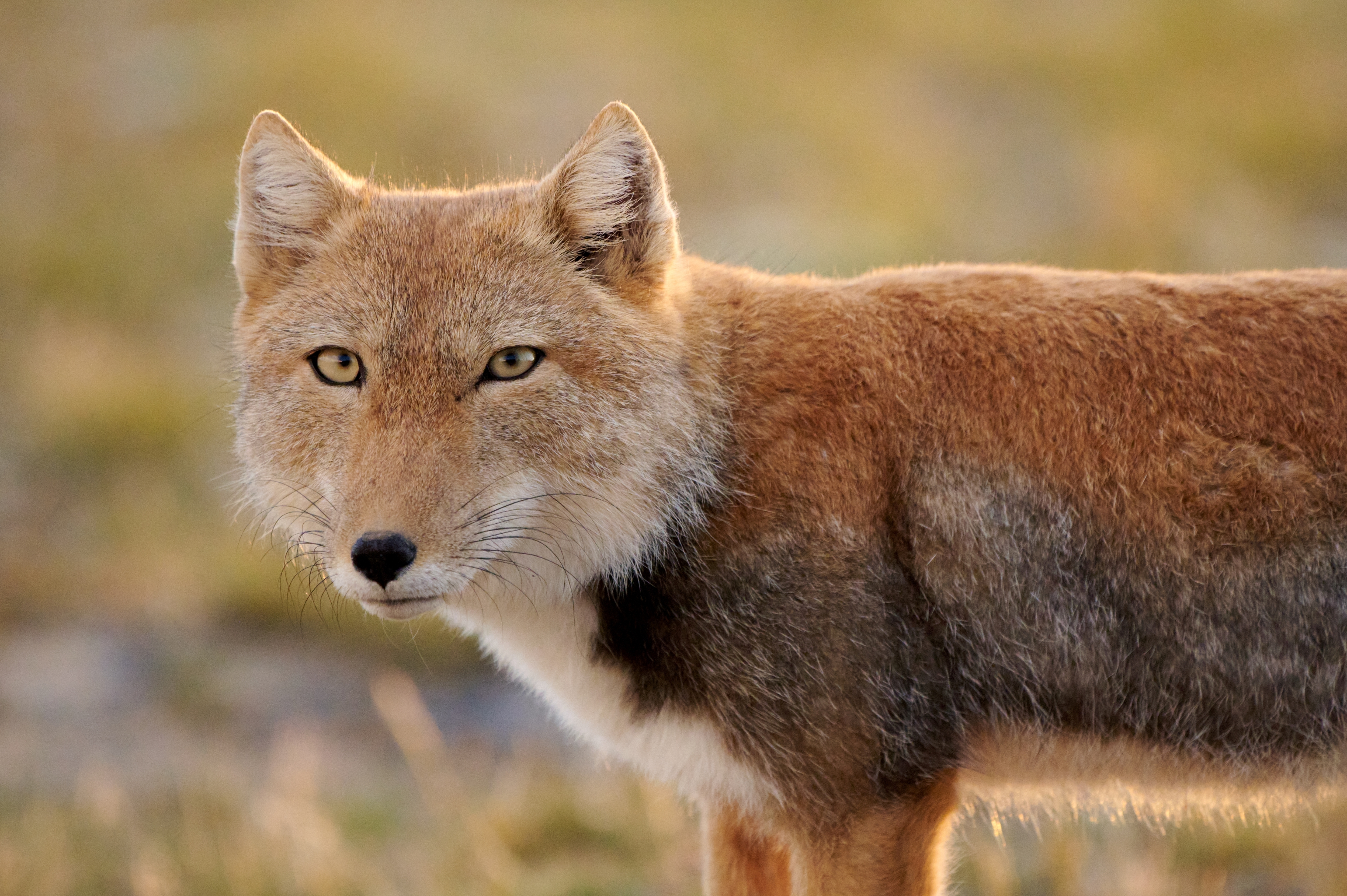 Tibetan fox