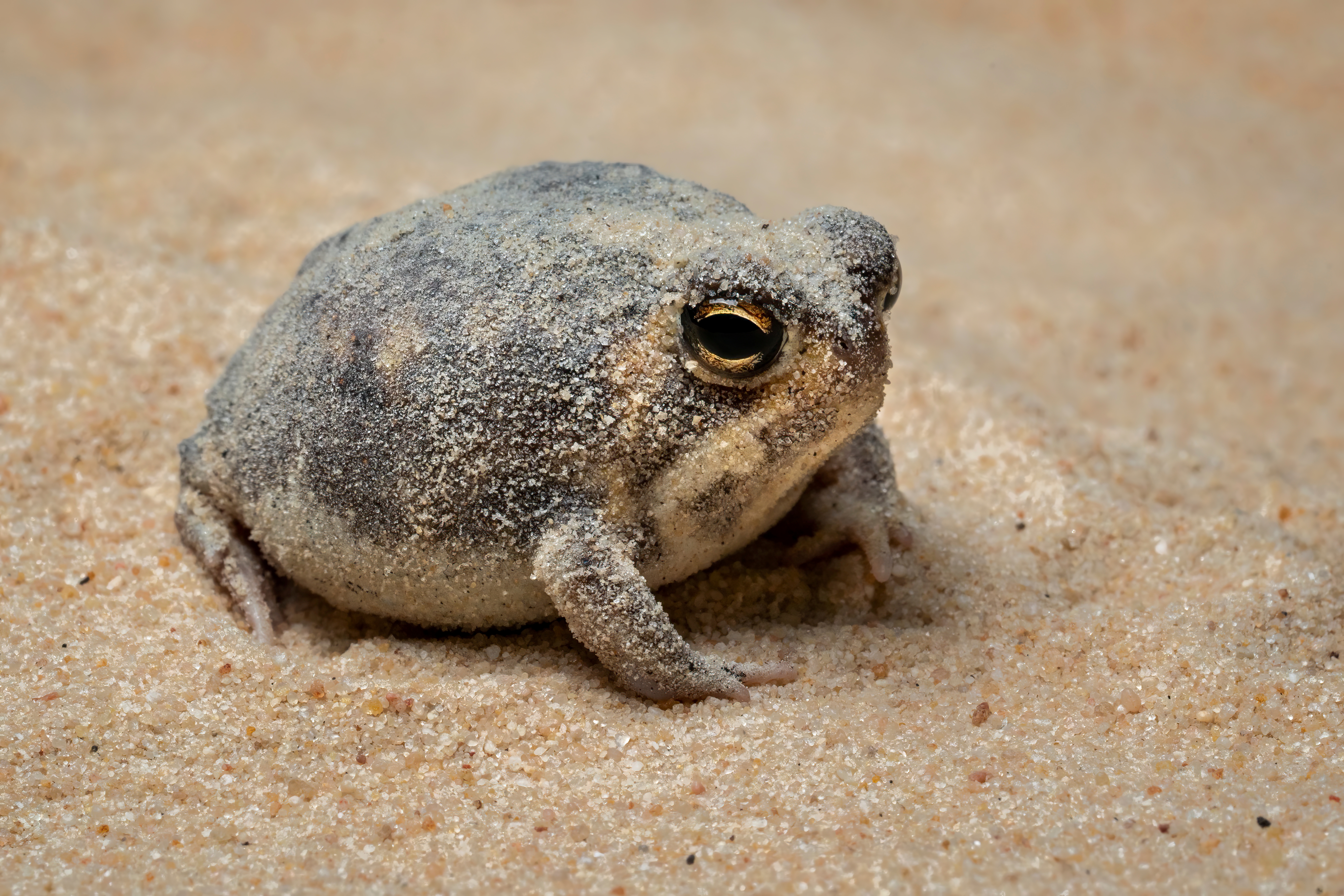 Desert Rain Frog