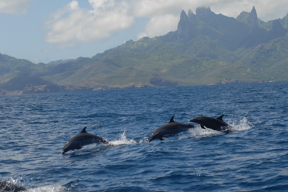 spinner dolphins jumping out of the water