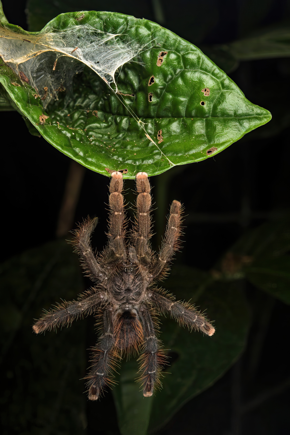 tarantula escaping ants