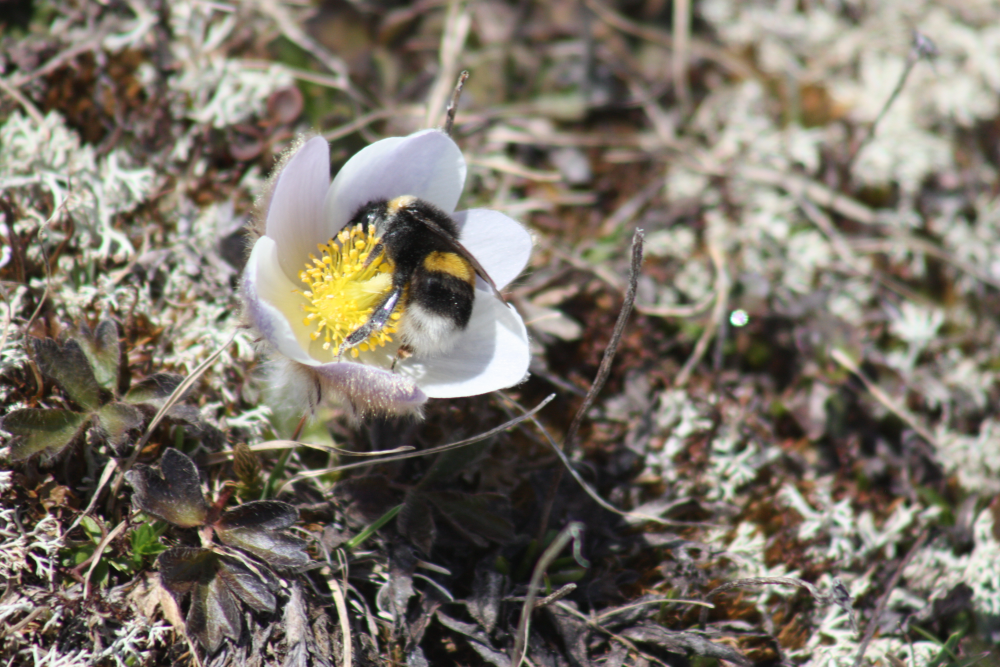 an alpine bumblebee resting on a white flower