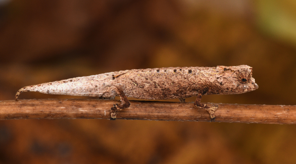 brookesia nofy tiny chameleon on a branch