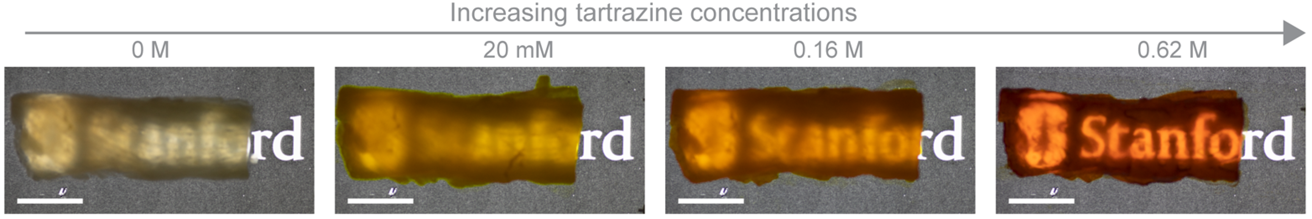 Photographs illustrating the difference in the transparency of chicken breast tissue after soaking in tartrazine solutions with an increasing concentration. Scale bars: 1 cm.