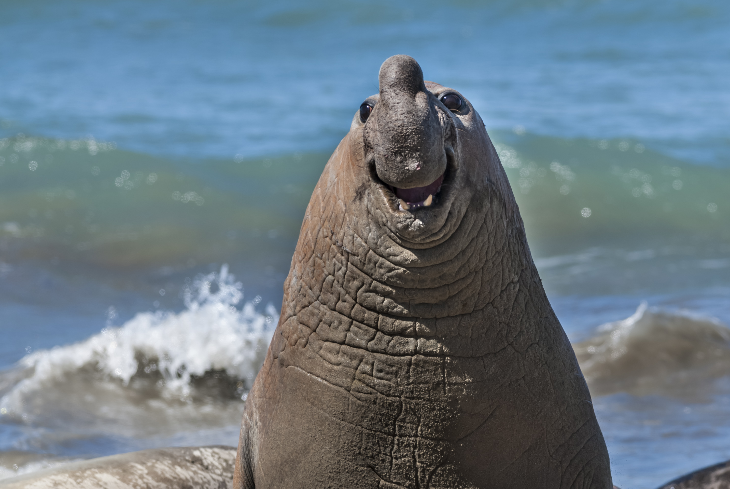 a smiling Elephant Seal with a blue sea background