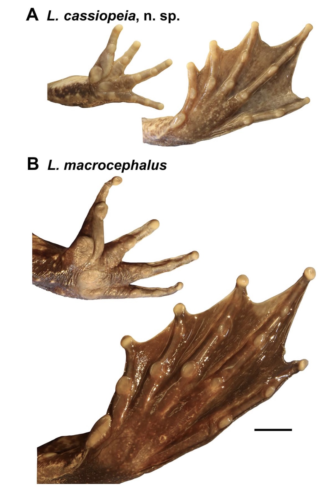 Close up of the toe discs of the two frog species with two photos of each frog foot. 