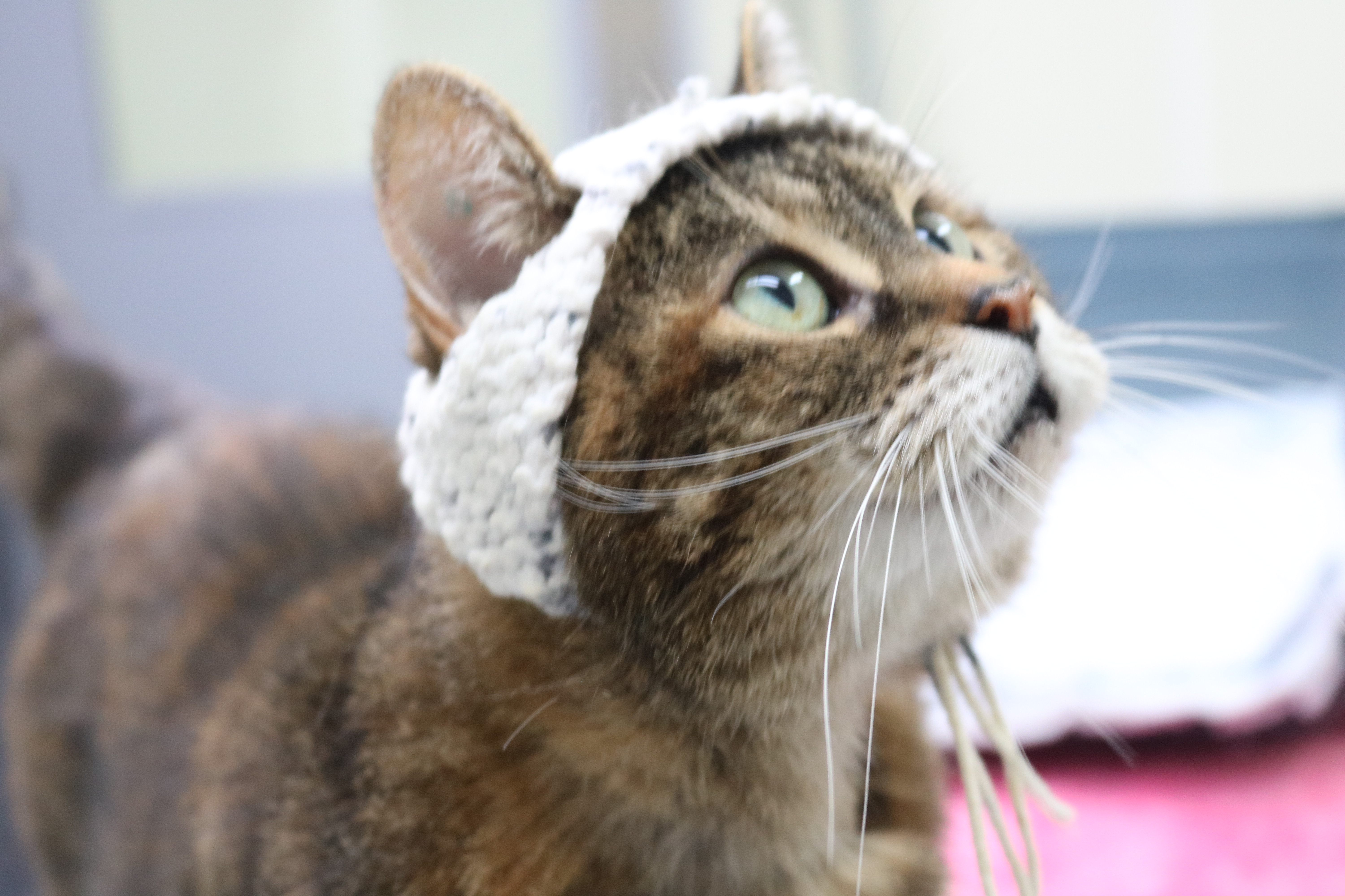 A cat looks up at the camera while wearing a crochet hat with ear holes