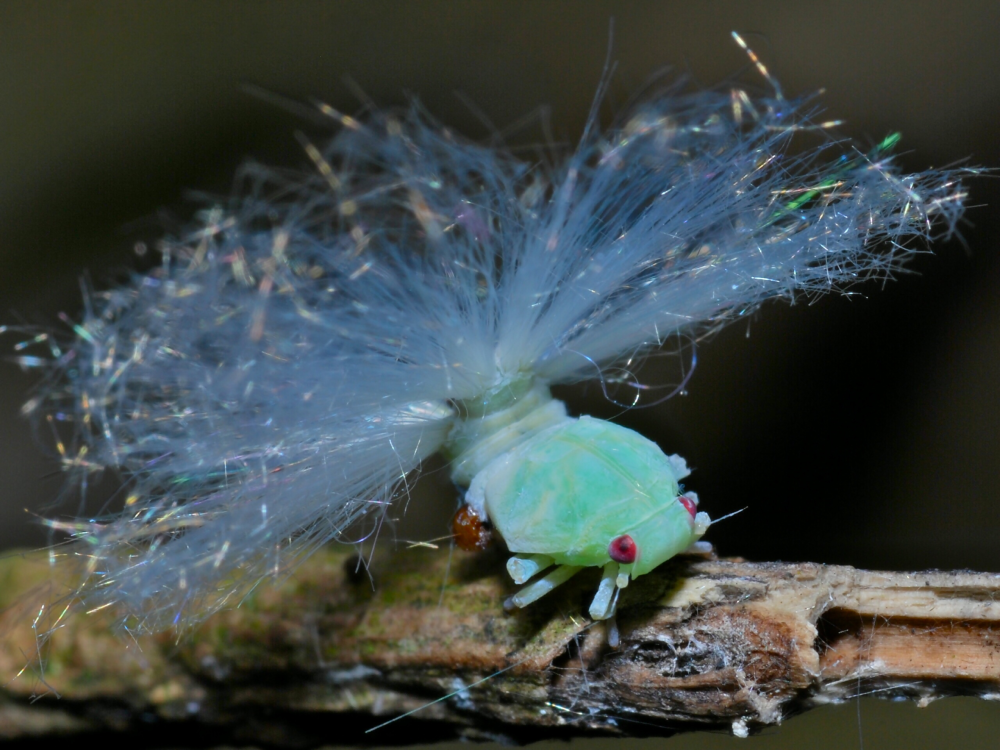 a planthopper nymph expelling wax from its rear end