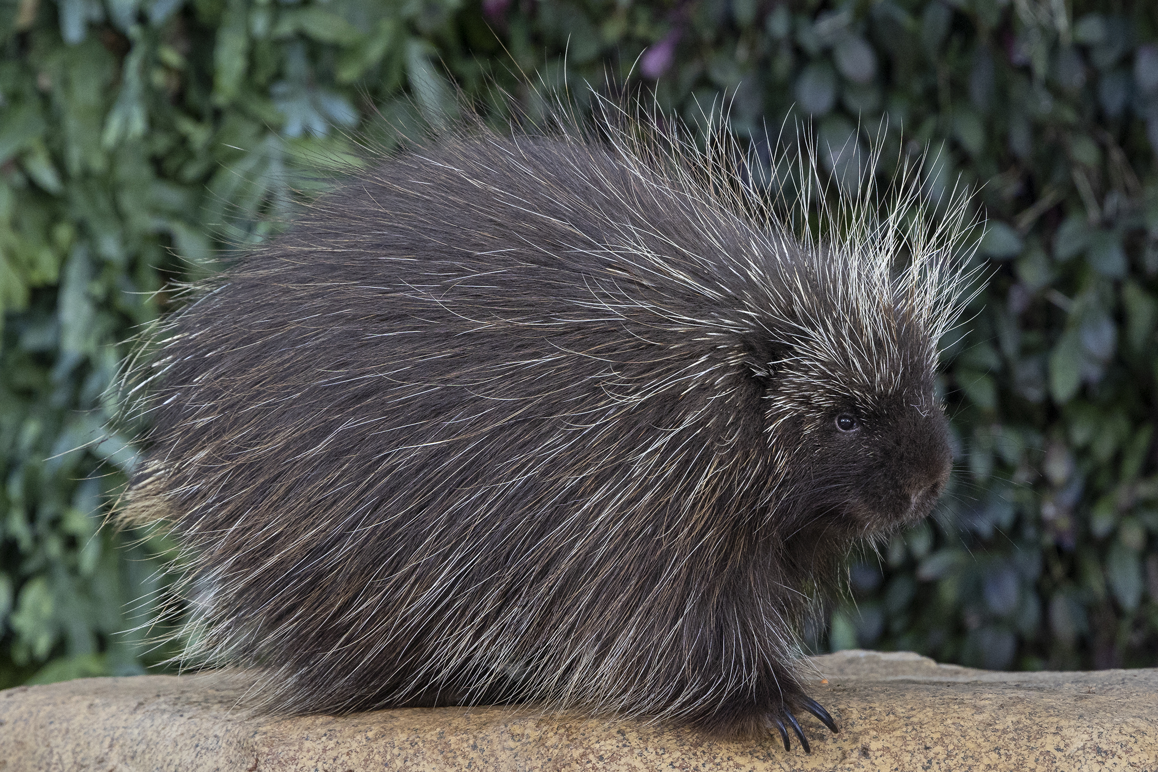 Maizey the porcupine looking at the camera like 