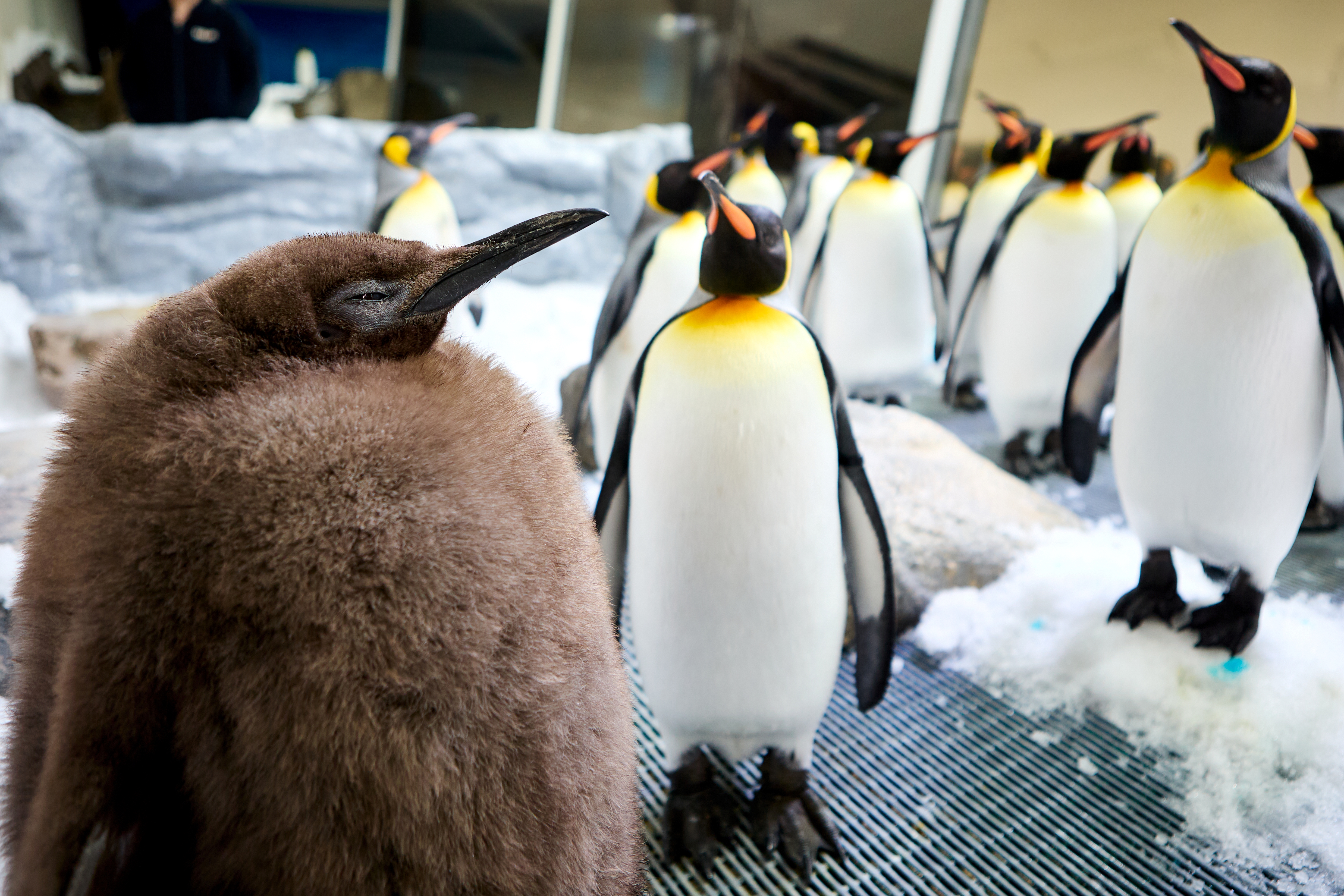 close up of fluffy brown king penguin chick