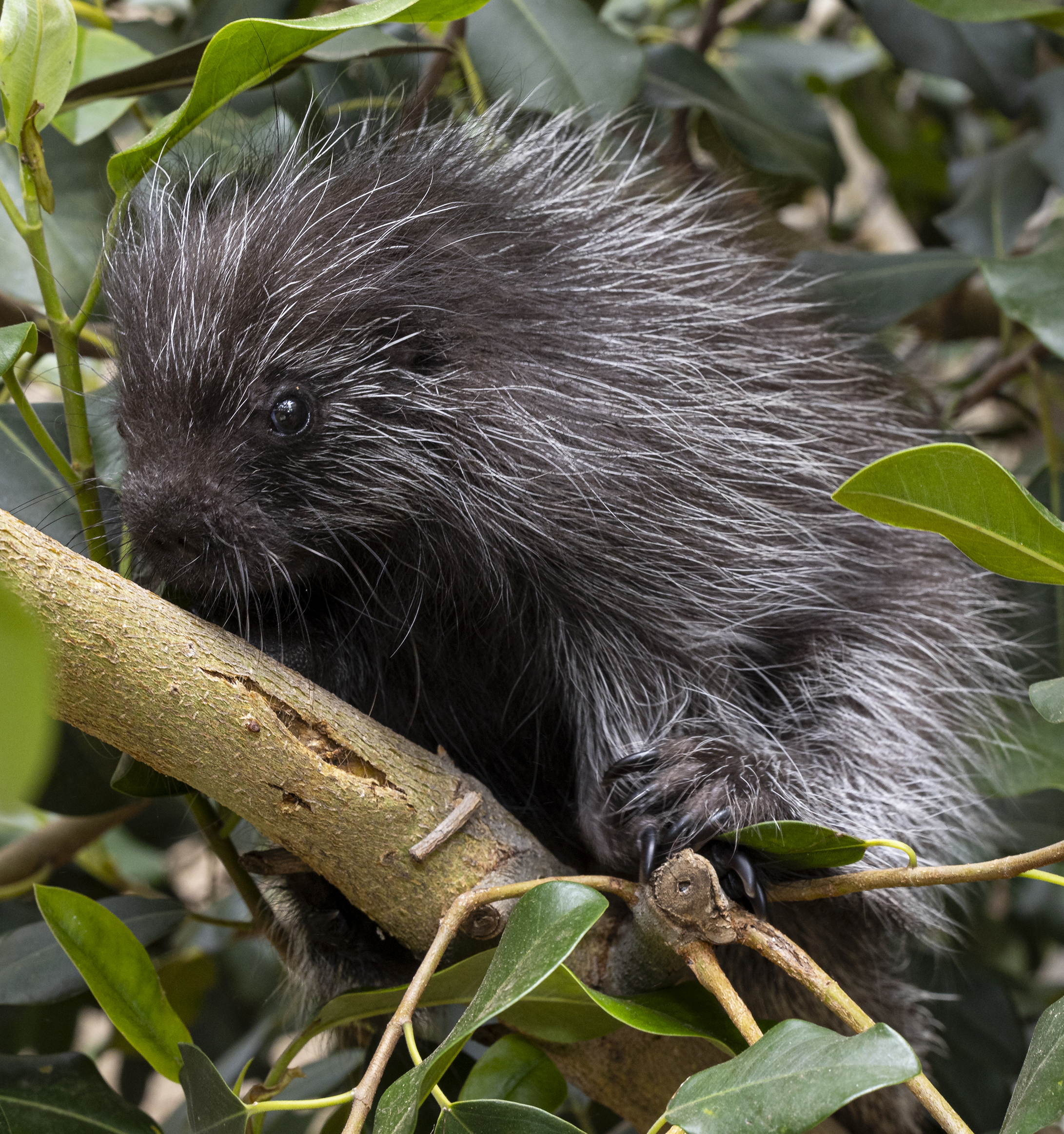 the cutest porcupine baby you ever saw