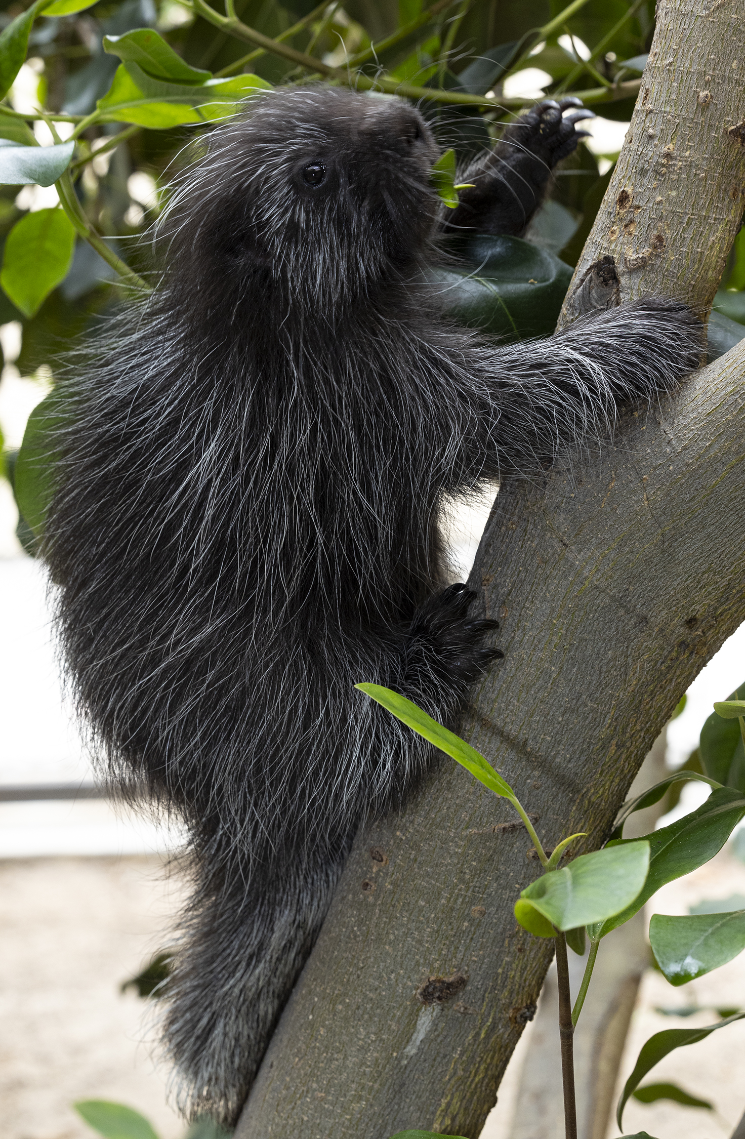 an unbearably cute baby porcupine climbing a tree and looking at the camera like uwu