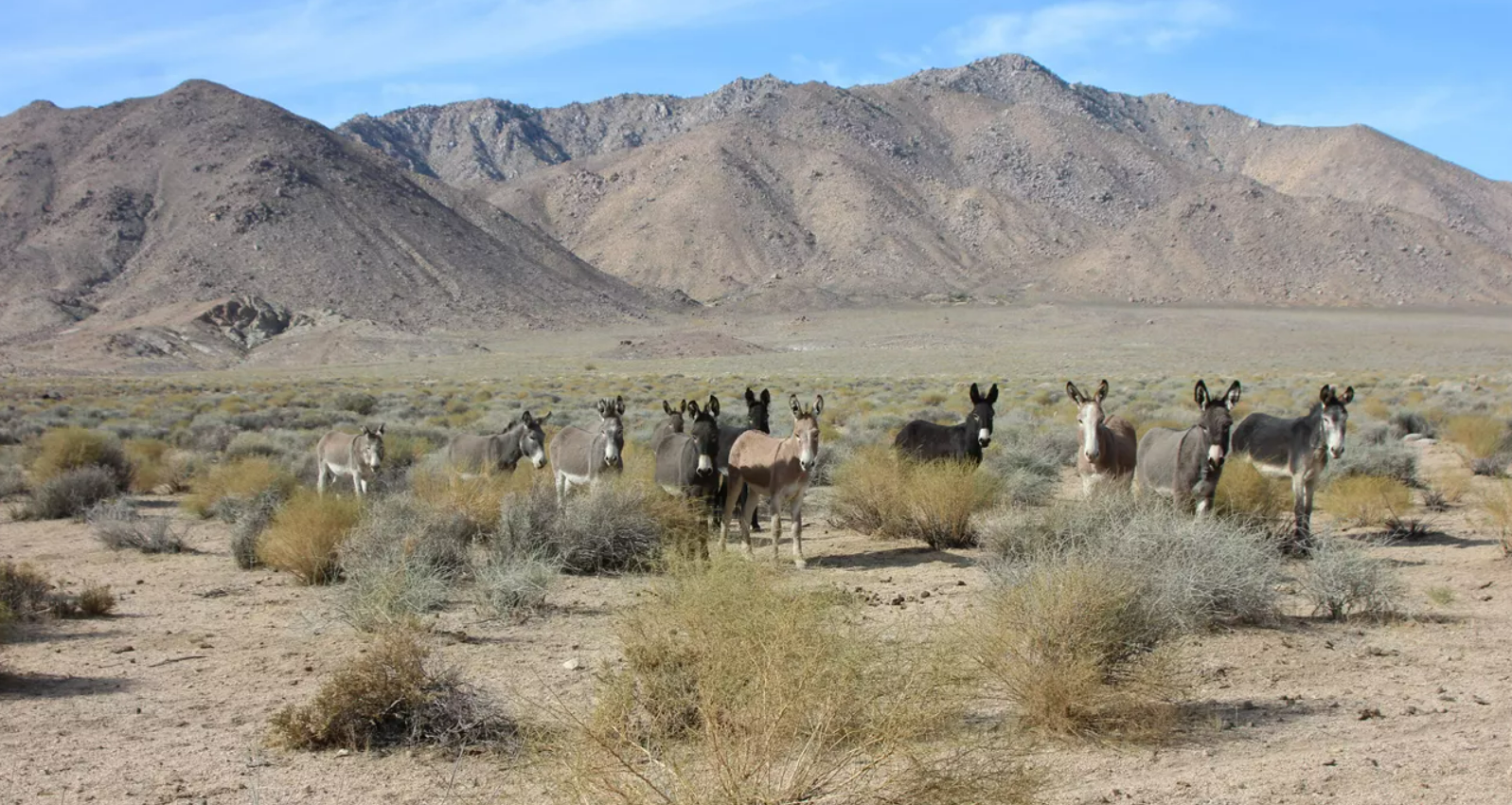 A group of invasive burros in Butte Valley, northern California.