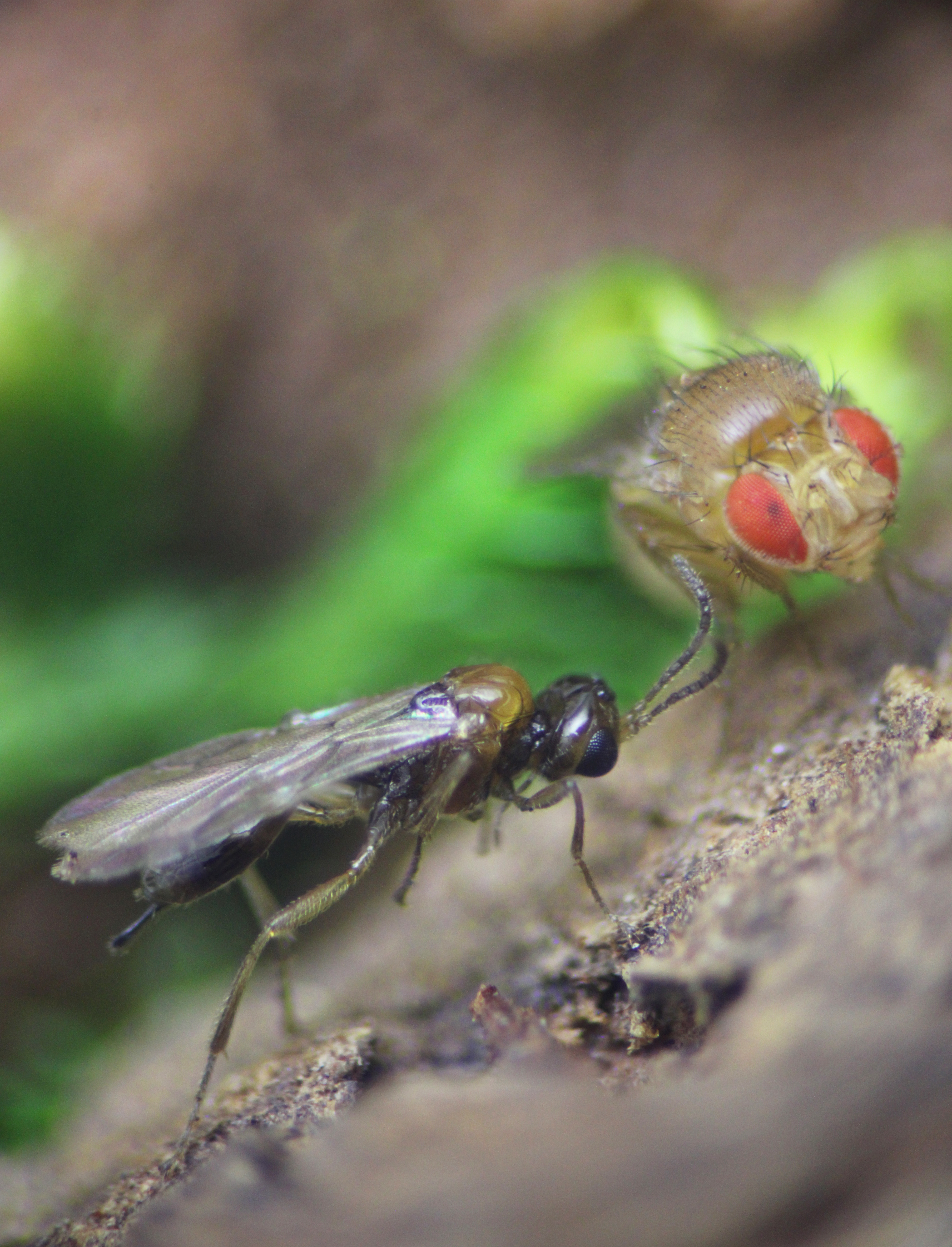 Small black wasp Syntretus perlmani and the fly species Drosophila melanogaster, the parasite and the host. 