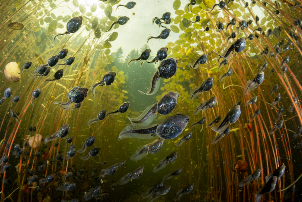 Western toad tadpoles migrate from the safer deeper part of a Vancouver Island lake to the sunlit shallows