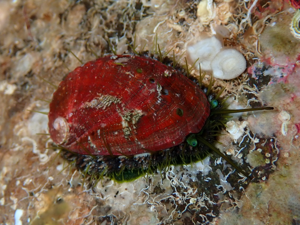 a living abalone scuttling along a rock