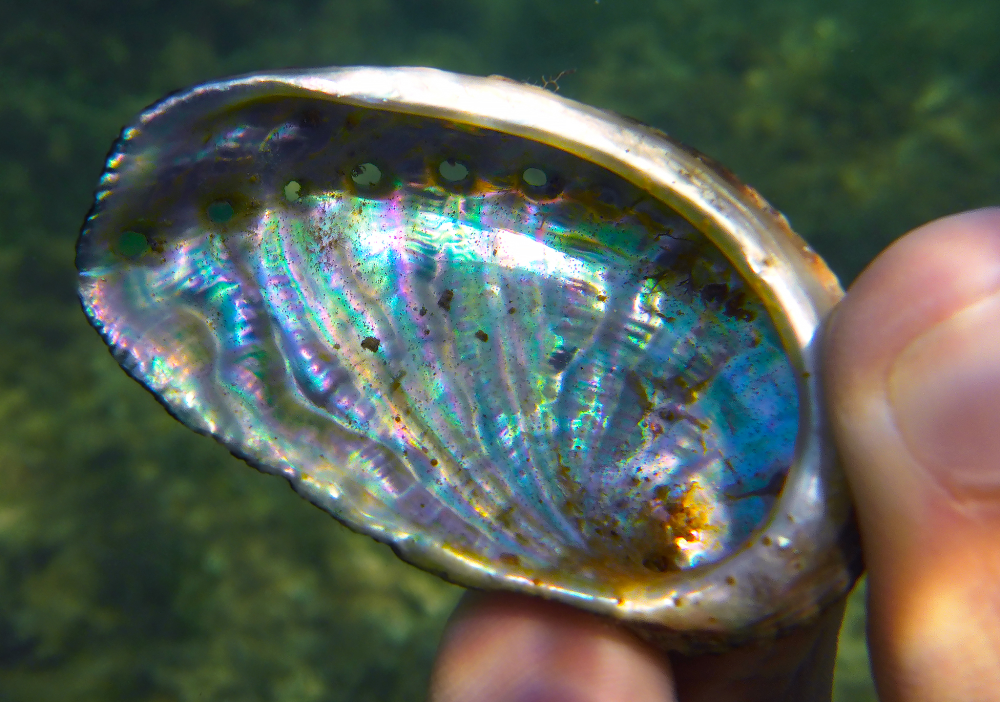 an abalone shell found in the sea