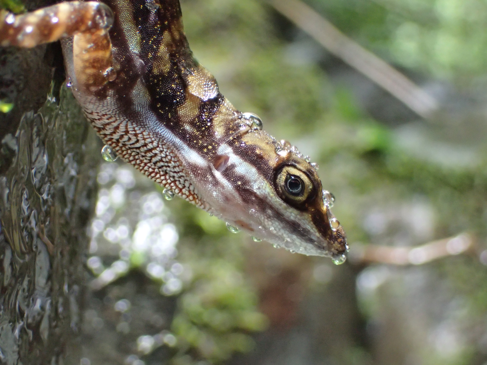 an anole covered in water droplets