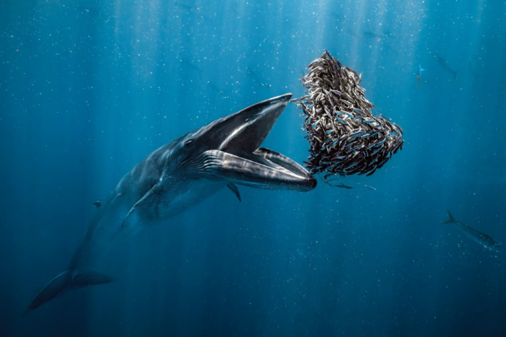 A Bryde’s whale takes a bite of heart-shaped baitball