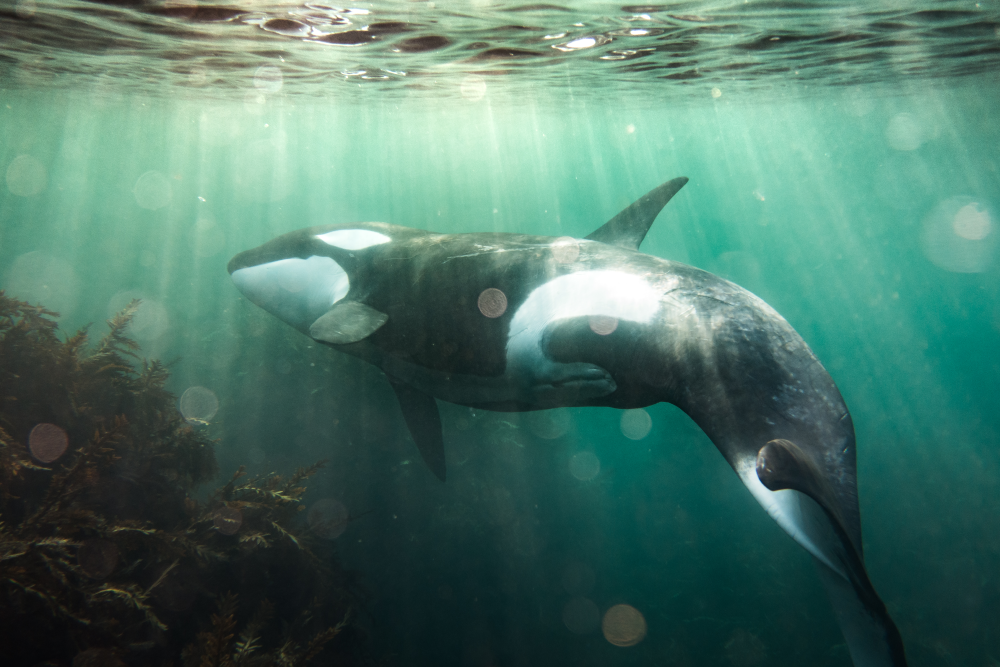 an orca swimming in the shallows near some seaweed