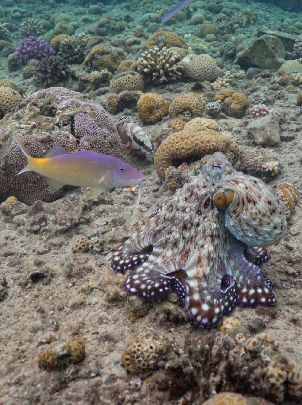 fish hunting with octopuses