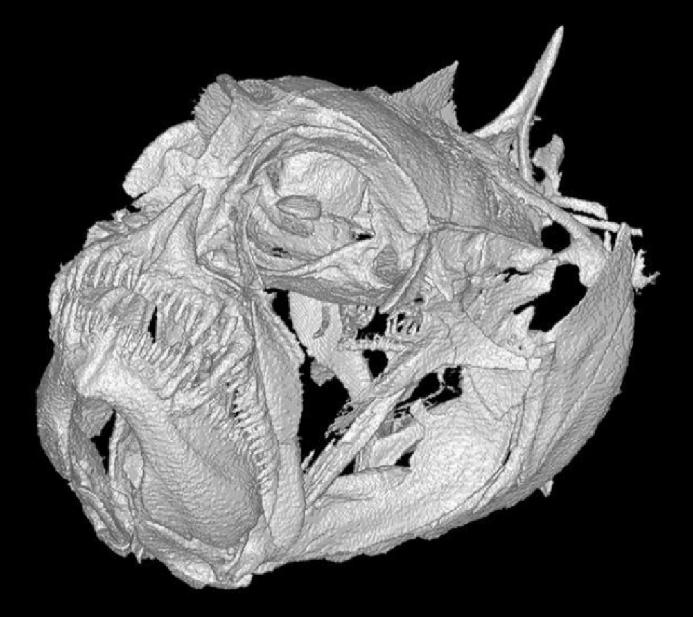 ct scan of grumpy dwarfgoby skull with prominent scowly expression