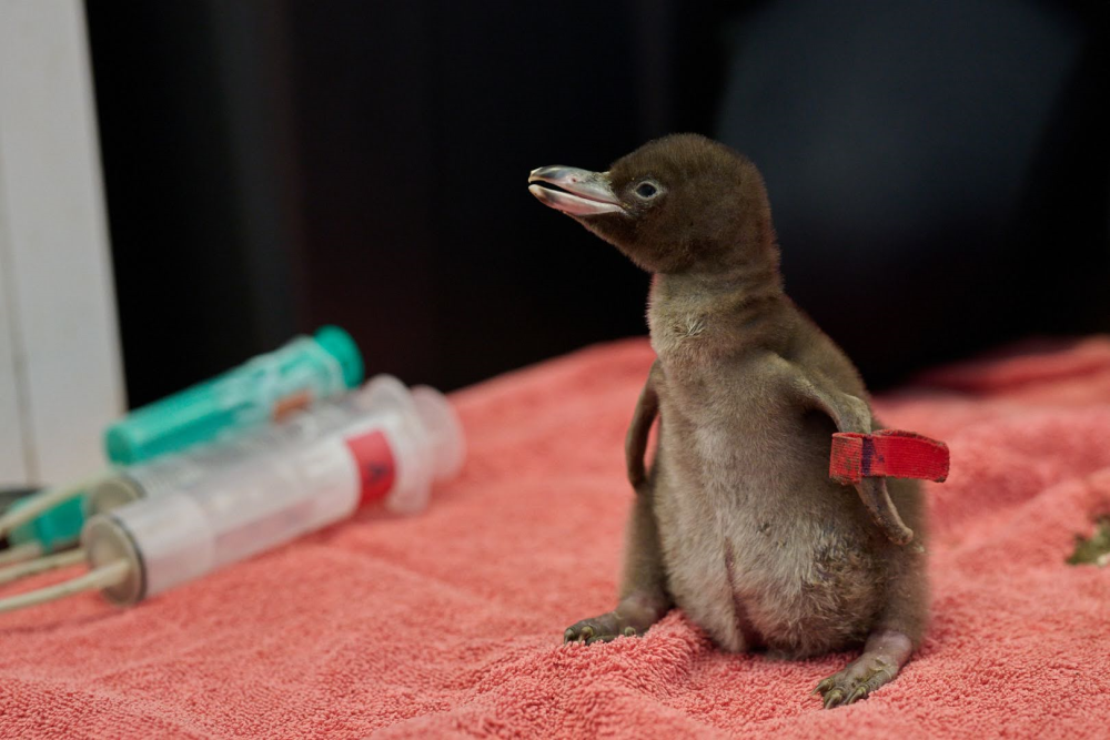 a small hoiho chick with gray feathers