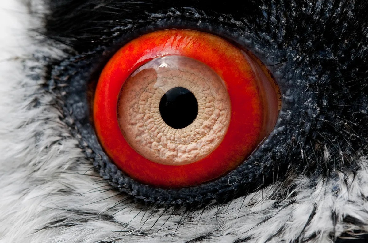 Lammergeier eye 