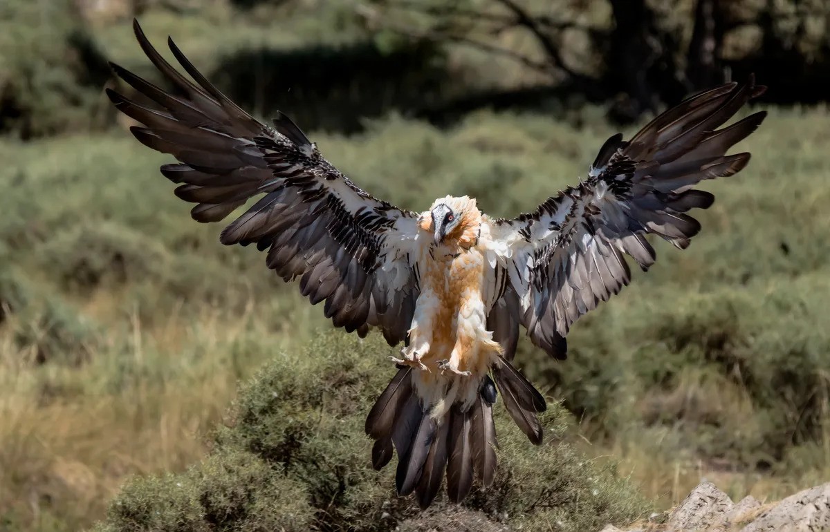 Lammergeier wingspan