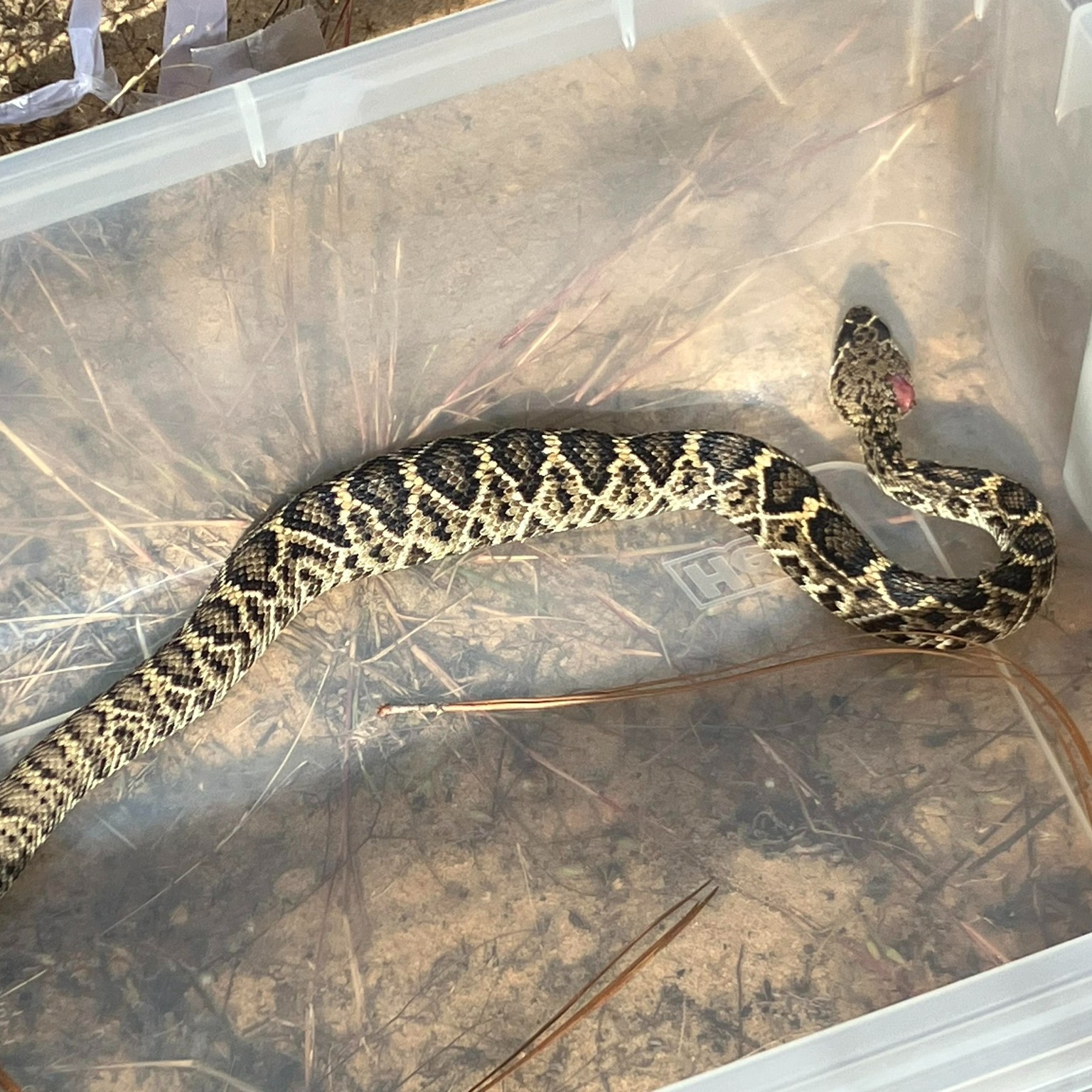 The Lazarus rattlesnake snake that came back to life also had a suspiciously mouse-sized bulge in its belly. 