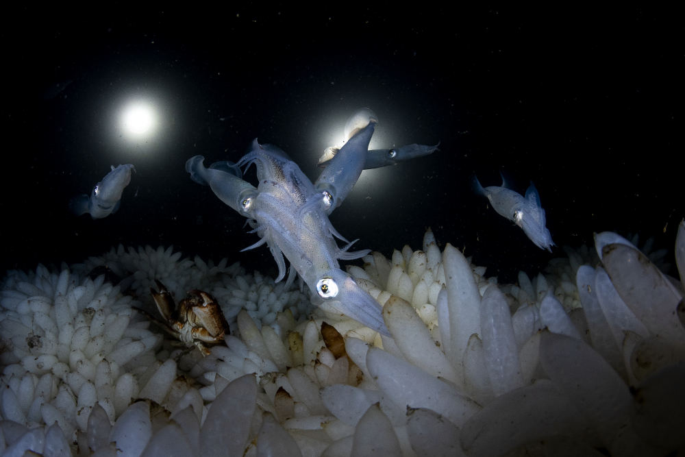 Opalescent squid mate and lay their eggs off Vancouver Island in British Columbia, Canada.