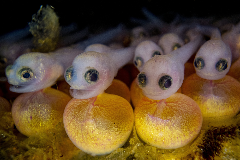 Baby plainfin midshipman fish, still attached to their yolk sacs in British Columbia, Canada.