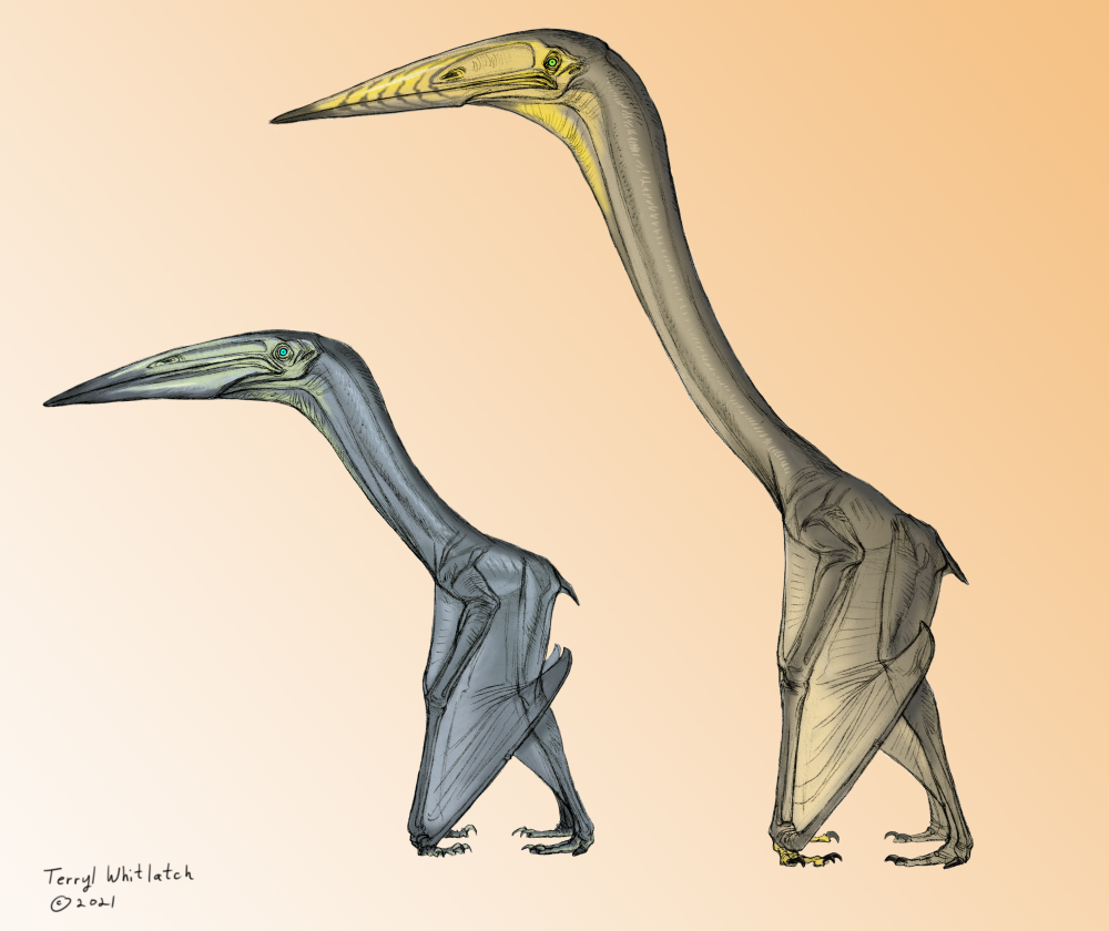 Inabtanin alarabia VS Arambourgiania philadelphiae, AKA, flapping VS soaring.