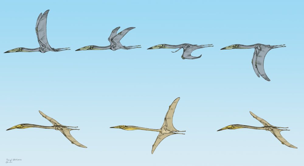 pterosaurs demonstrating flapping versus soaring flight styles