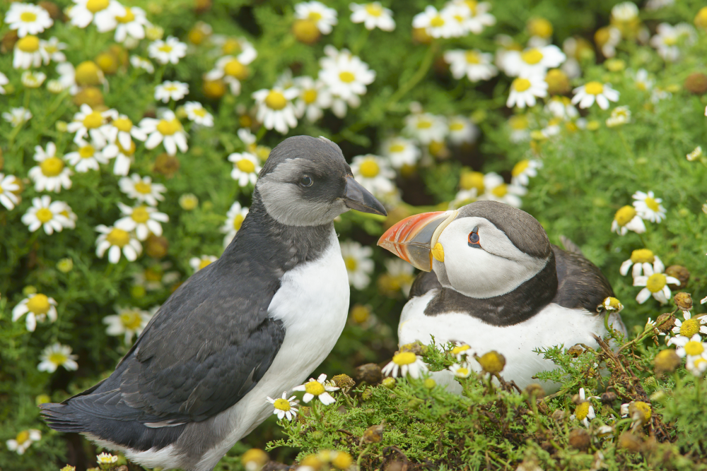 a puffling chick with its puffin parent