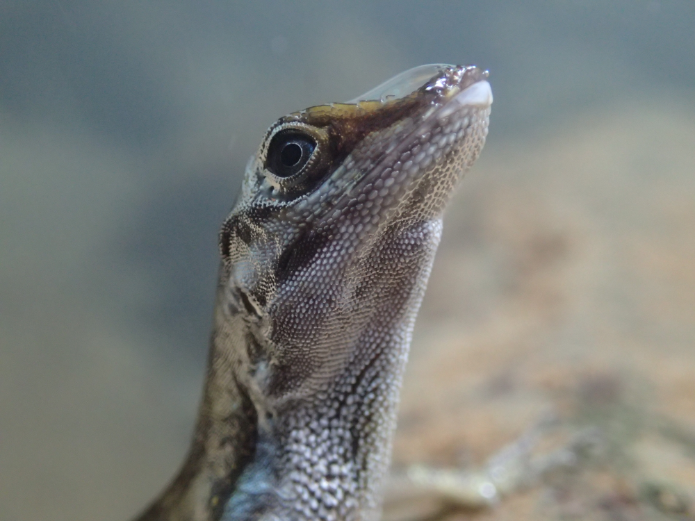 an anole rebreathing underwater with a bubble on its face