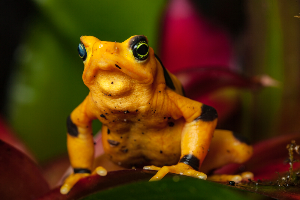 Critically endangered Panamanian golden frog (Atelopus zeteki) in captivity, in a zoo enclosure