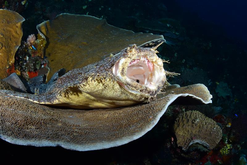 A wobbegong on a coral with its huge mouth wide open