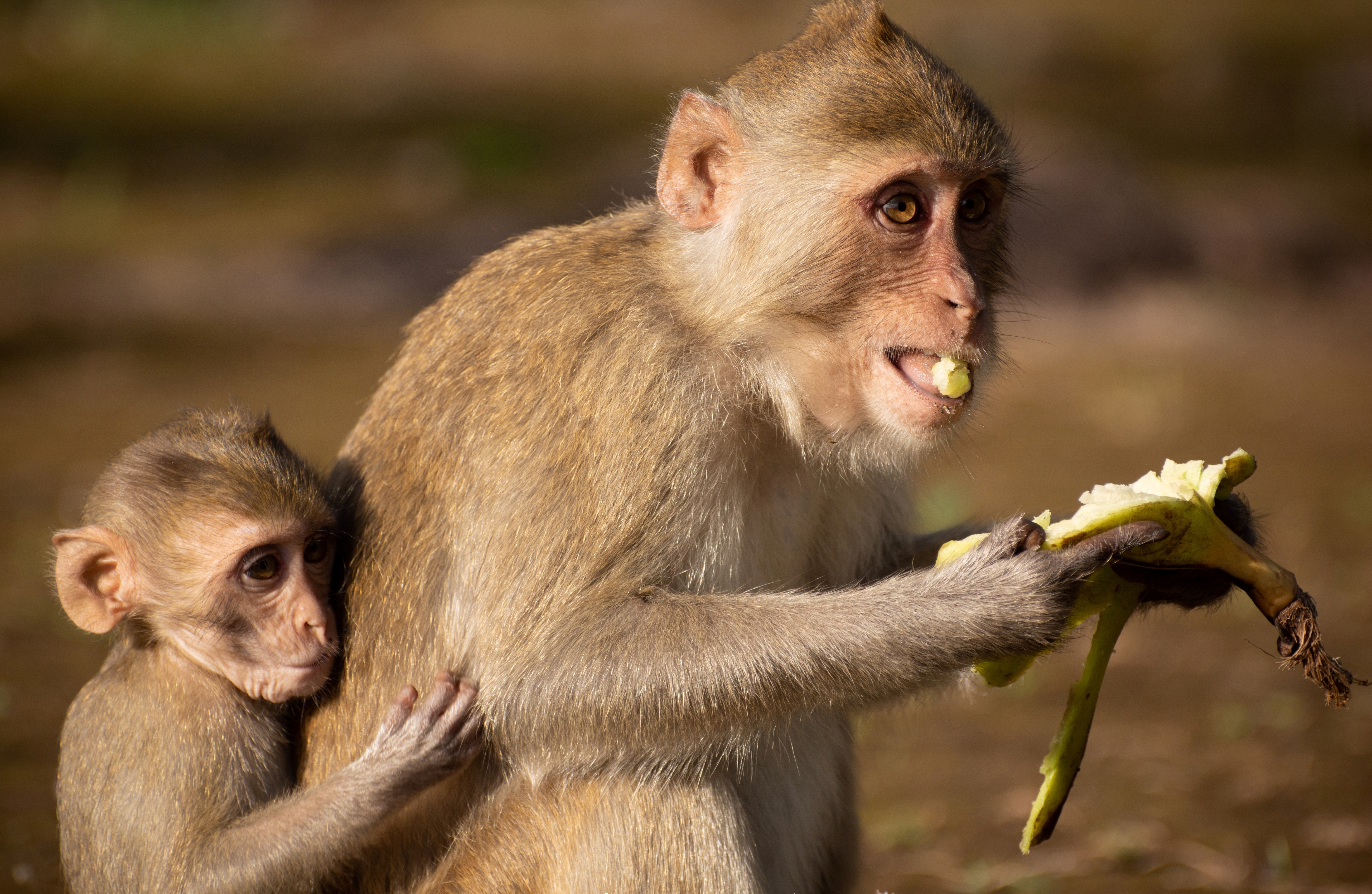 mother monkey eating a banana, which she has peeled from what humans typically consider the bottom, with her baby on her back