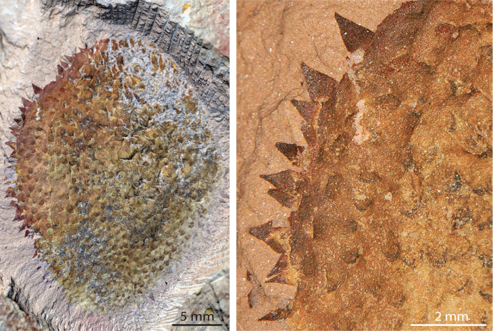 Complete specimen of Shishania aculeata seen from the dorsal (top) side (left). Spines covering the body of Shishania aculeata (right).