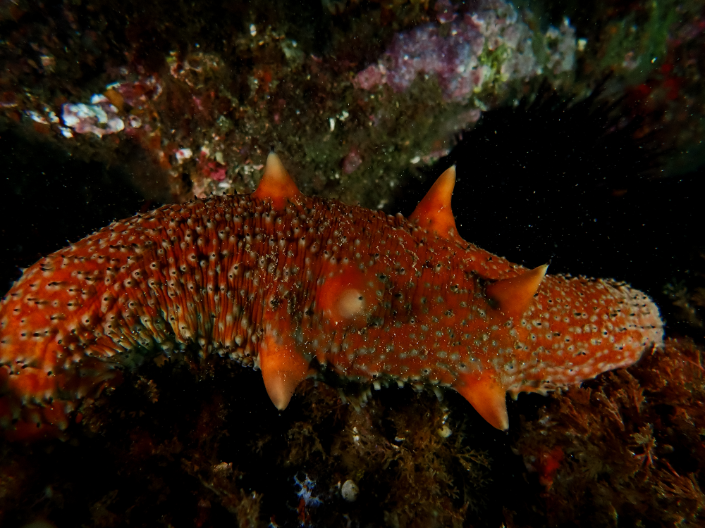 an orange lumpy nudibranch called a warty sea cucumber