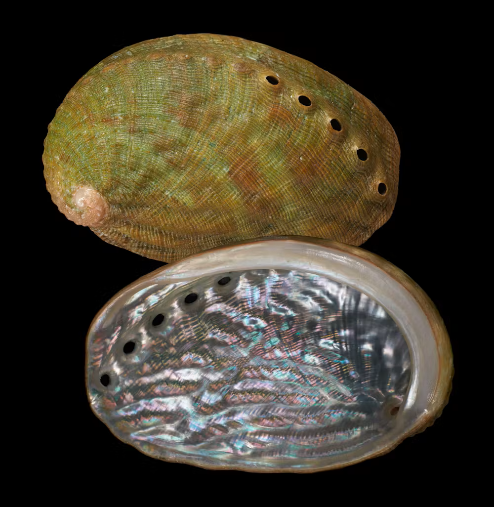 new species of abalone from new zealand