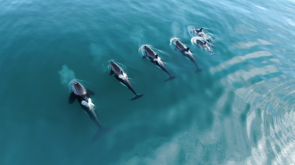 a pod of six orca swimming at sea