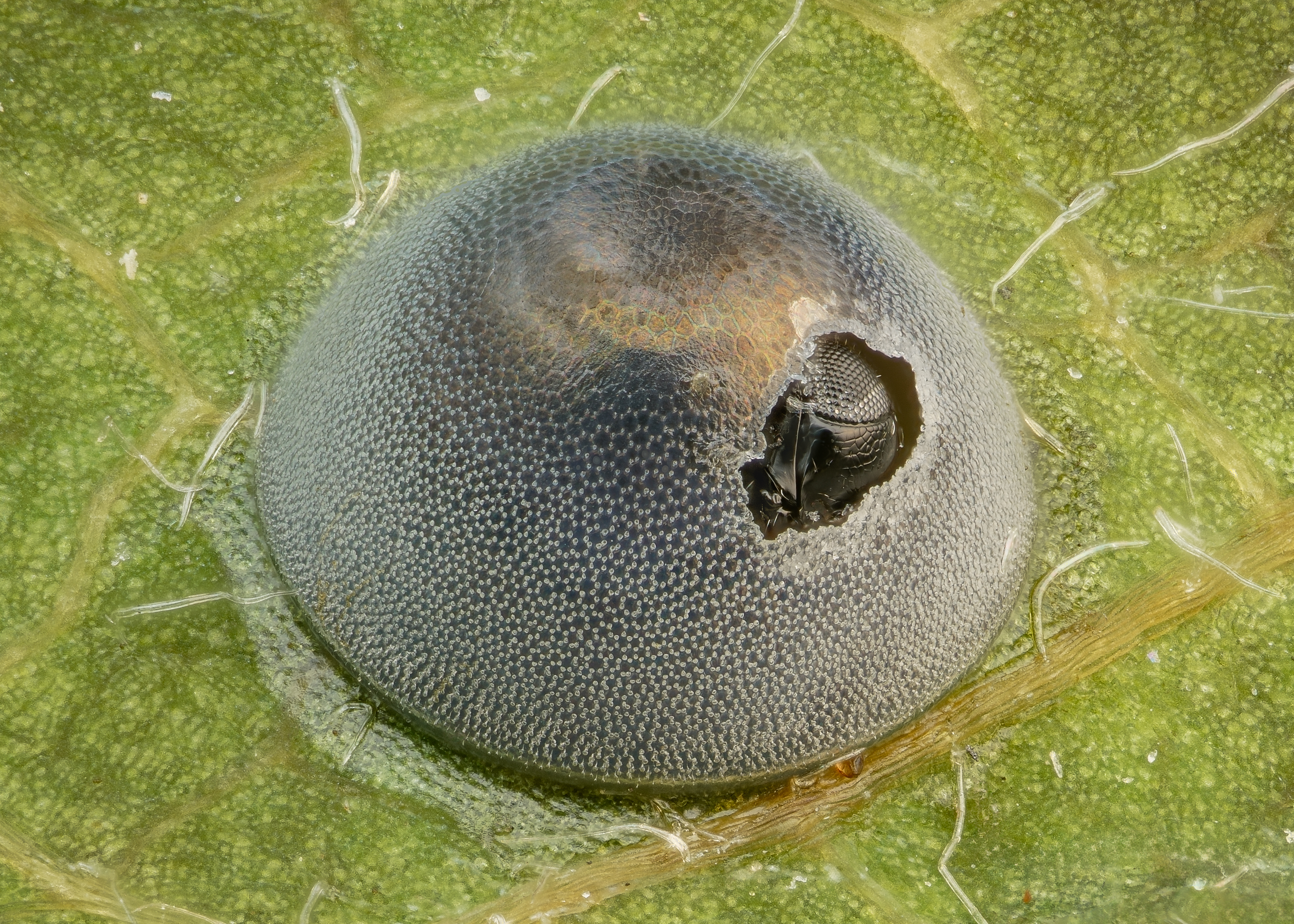 An insect egg parasitized by a wasp.