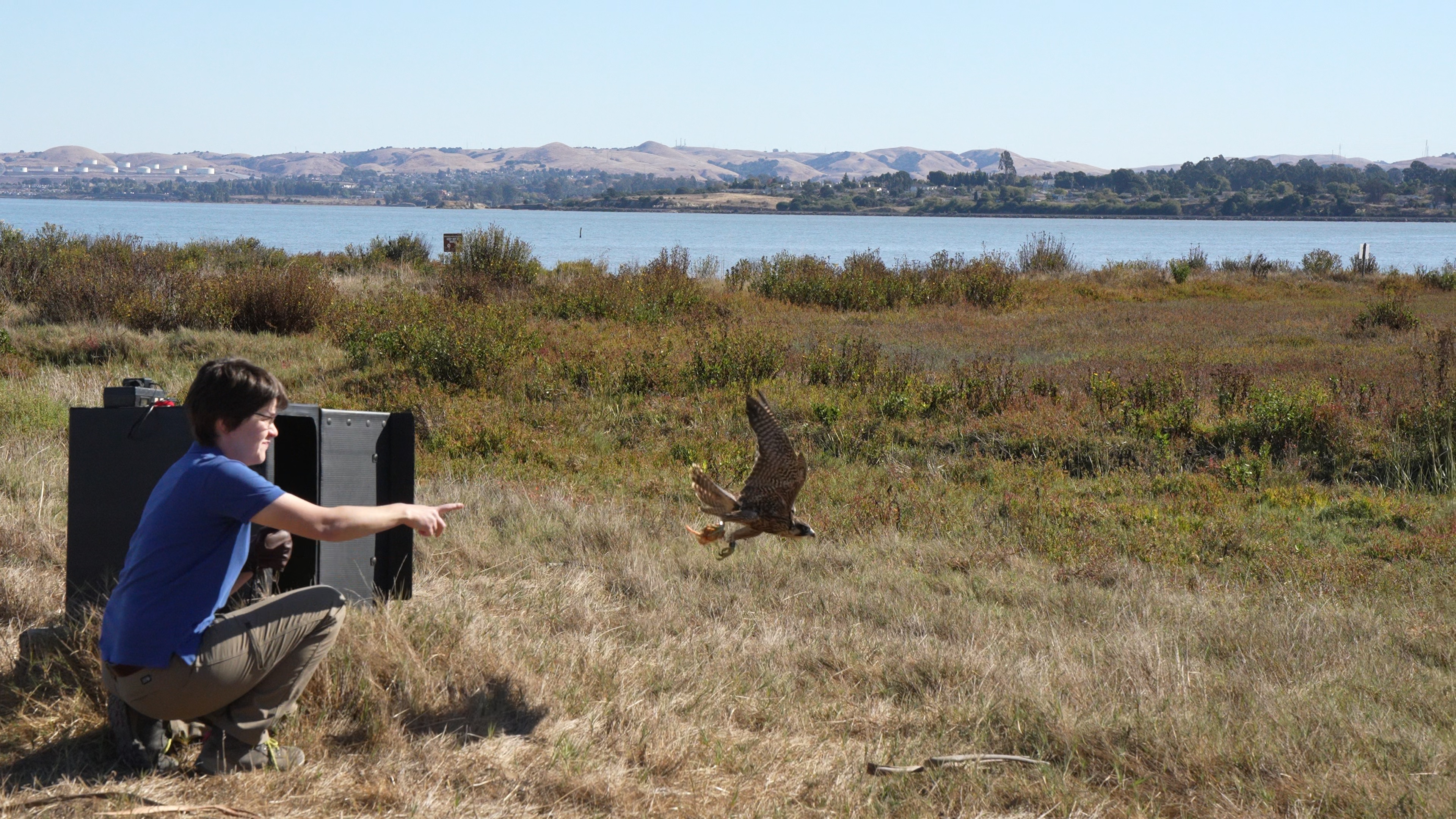 Nox gets released into the wild (with a snack in his talons).