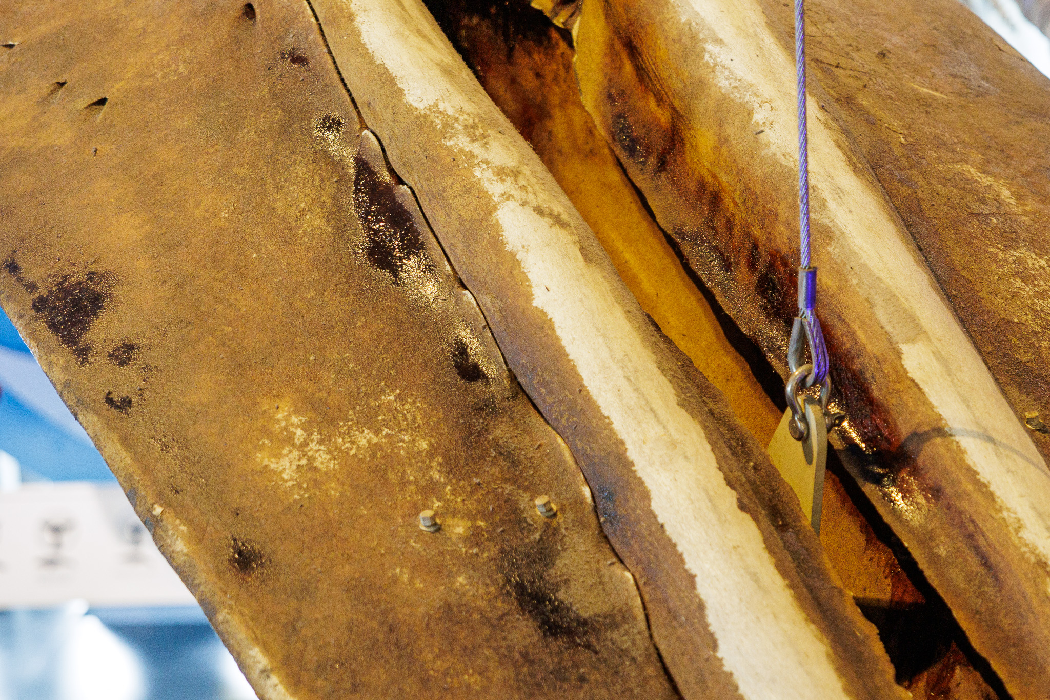 close-up of a blue whale skeleton, with dark patches of oil