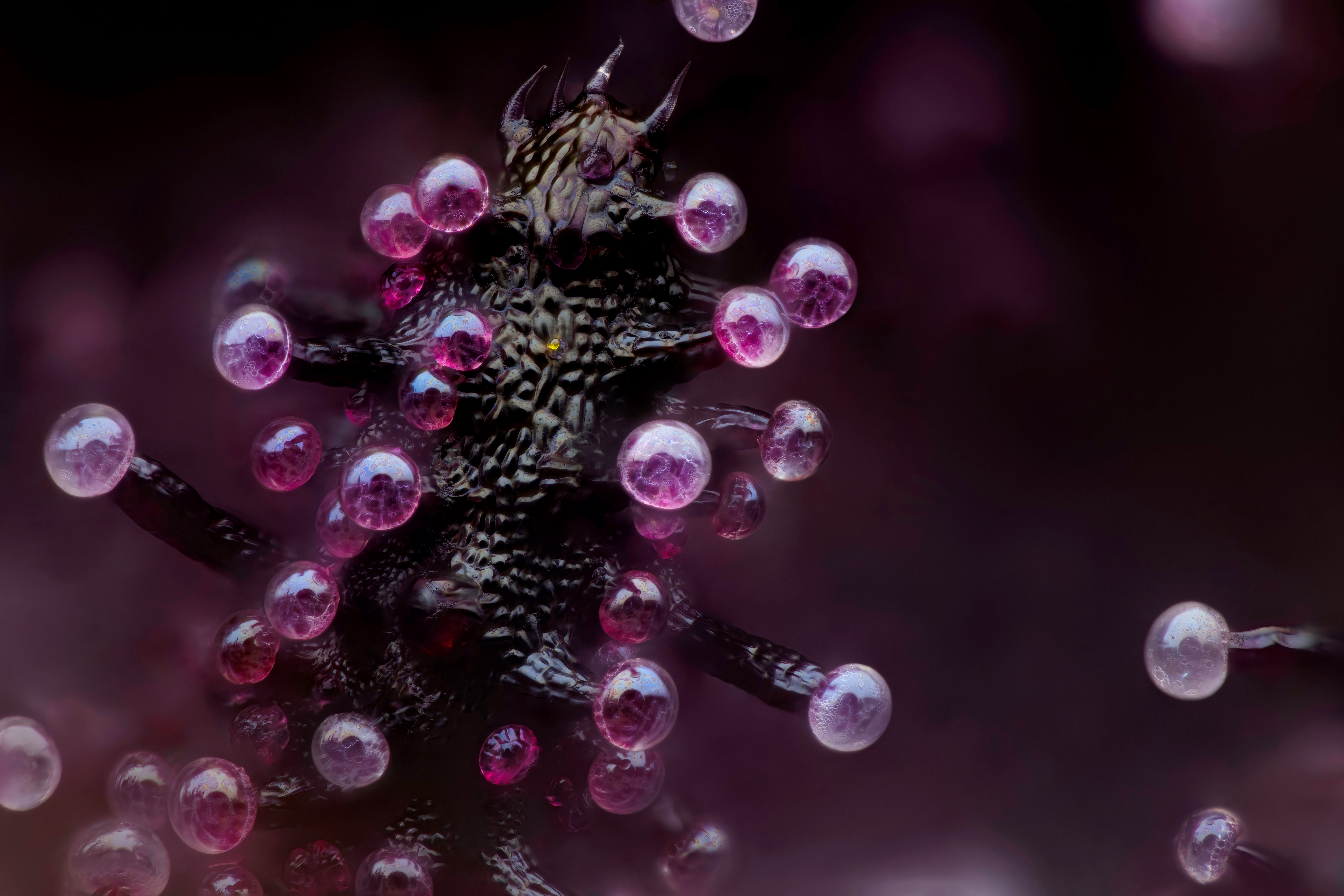 Leaf of a cannabis plant. The bulbous glands are trichomes. The bubbles inside are cannabinoid vesicles.